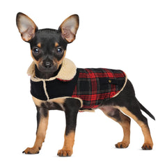 Preferhouse winter coat on red dog provides cozy warmth for chilly walks.
