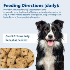 Probios daily-use dog digestion support chews shown for wellness and nutrient absorption.