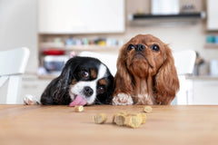 PROJECT HIVE hive dog training treats vegetarian formula supports balanced rewards
