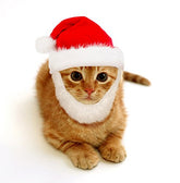 Prymal Comfort Santa Cat Costume hat on cat for festive photos.