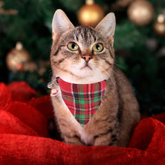 PTDECOR breakaway buckle on cat collar ensures safe daily wear