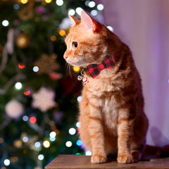 PTDECOR breakaway cat collar showing safety buckle for indoor-outdoor wear.