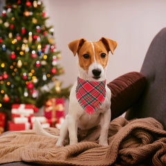 PTDECOR dog bandana made of soft cotton with double layer for comfortable daily wear.