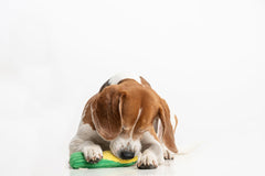 Puffy Crew small to medium dogs 8-inch toy ideal for cuddle-and-play.