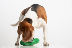 Puffy Crew Bite_Stick cucumber dog playing image showcases durable stitching for long-lasting fun.