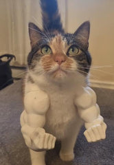 PUMEXFE Cat Muscle Arms adjustable strap demonstrates easy wear for cats and small dogs.