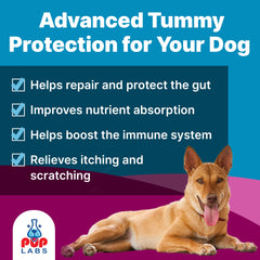 Pup Labs Belly Bliss topper on dry food supports daily digestion.