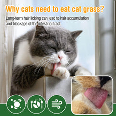 PuPoPan cat grass teething stick hairball aid offers everyday entertainment.