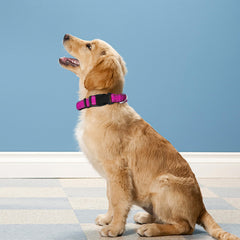 PWOD adjustable dog collar neoprene close-up shows quick-release buckle and adjustable fit.