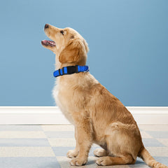 PWOD reflective collar enhances night visibility for safer evening walks