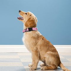 PWOD soft neoprene padded collar emphasizes comfort and irritation-free wear
