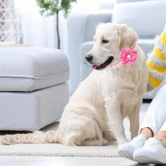 QAORD flower-accent pink collar shown on a pet during everyday activities.