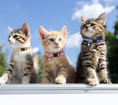 QDYU reflective paw pattern cat collars improve visibility in low light.