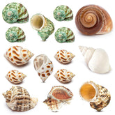 QEQEKAKA hermit crab shells variety sizes for growing crabs and replacements.