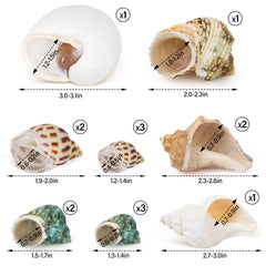 QEQEKAKA natural seashells clean and odor-free for hermit crabs.