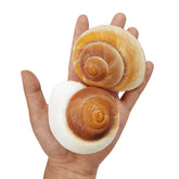 QEQEKAKA muffin snail shells 2pcs large, replacement shells for bigger hermit crabs
