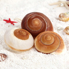 QEQEKAKA natural unpainted sea shells, clean and odor-free for pet housing
