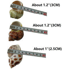 QICQDRAM hermit crab shells openings range 1 to 1.3 inches.