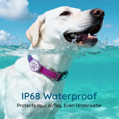 QRTAGLAB soft-padded purple collar prioritizes comfort during daily walks.