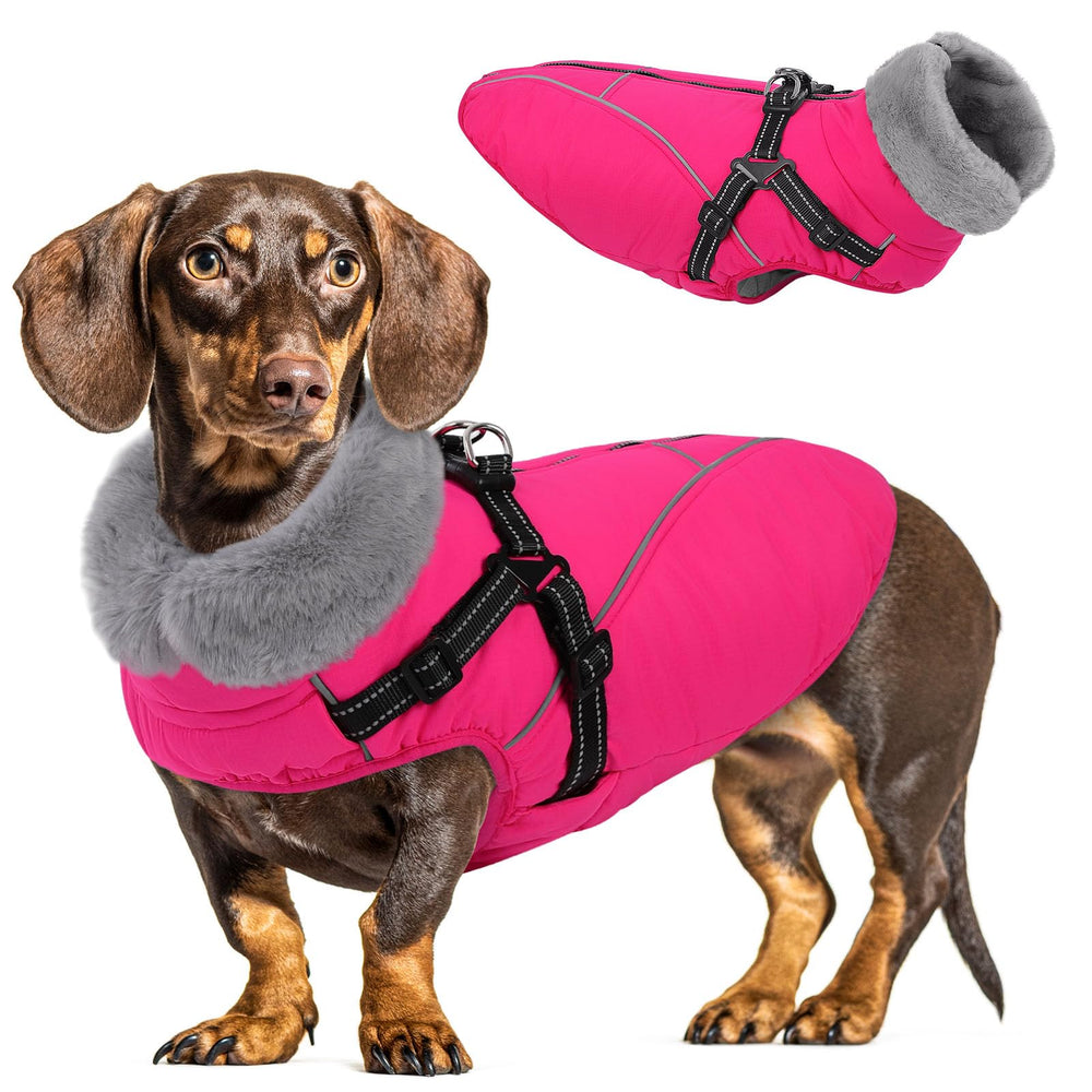 Queenmore dog coat windproof back-zipper for secure cold-weather walks
