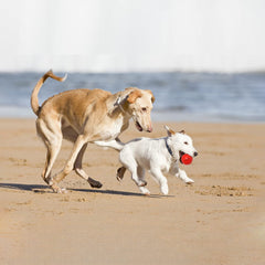 Qesonoo dog balls small-breed focuses on compact size for easy handling and precise throwing.