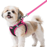 Rabbitgoo arnés para perro pequeño, vista frontal, cómodo para paseos diarios.