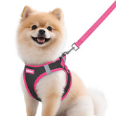 Arnés Rabbitgoo para perros pequeños, vista frontal, ajuste cómodo para paseo diario.
