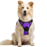 Rabbitgoo dog harness no-pull chest clip purple for safer, calmer walks.
