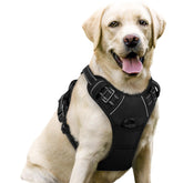 Rabbitgoo no pull chest clip harness on a calm walk showing control.