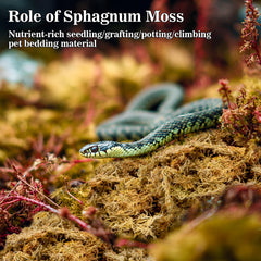 RAINFLOW sphagnum moss nesting closer shot emphasizes soft surface for natural burrowing.