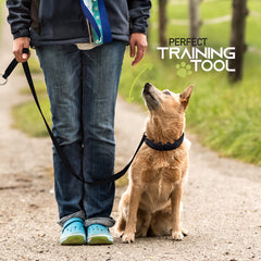 Ram-Pro training collar supports comfortable, adjustable training for puppies and small dogs