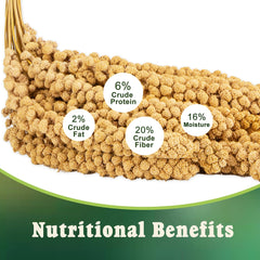 RANZ hand-harvested millet spray close-up highlighting premium wholesome treat for foraging.