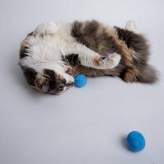 Rawry foam ball cat toy with a kitten enjoying living room playtime