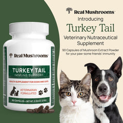 Real Mushrooms turkey tail mushroom closeup highlighting beta-glucans and nutrient-rich profile