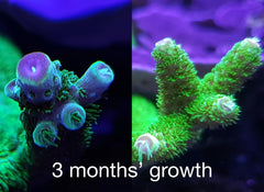 Red Sea Reef Energy Plus with automatic dosing setup for hands-off feeding