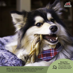 Redbarn braided bully stick 7-inch dog chewing action