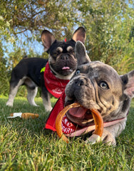 Redbarn Bully Stick Rings free-range grass-fed cattle highlight quality sourcing.