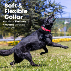 Regal Dog Products adjustable pink collar showing neck sizing range.