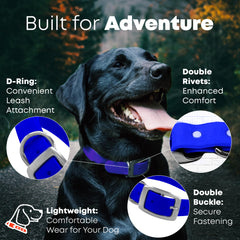 Regal Dog Products heavy-duty double buckle on blue collar for rugged durability.