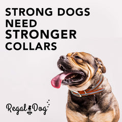 Regal Dog Products waterproof vinyl-coated collar easy to wipe clean