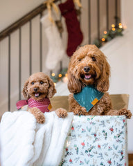 Remy+Roo dog bandana design-1 features a festive pattern for photos.