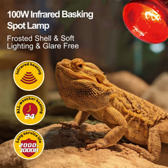 REPTI ZOO reptile basking spot-light setup demonstrated for daytime activity and thermoregulation.