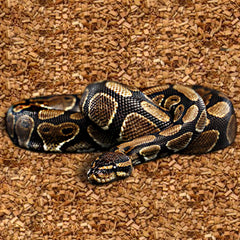 ReptiCasa Coconut Chips Substrate odor-absorption close-up highlights odor control in terrariums.