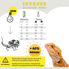 ReptiKing basking light UV direct sunlight simulation in action promotes natural behavior.