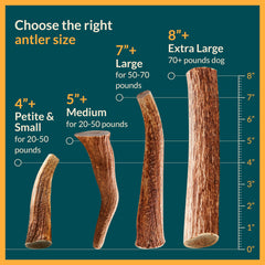 REXIPETS elk-antlers USA-made; cruelty-free and safe for dogs.