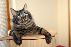 Riemex DIY cat tree rope enables customized scratching surfaces and play structures.