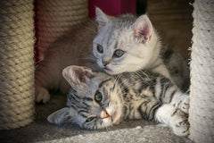 Riemex natural sisal fiber rope is safe, chemical-free for pets and homes.