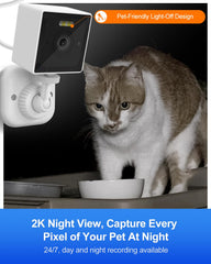 rolimate night vision image shows clear nocturnal cat activity at the house