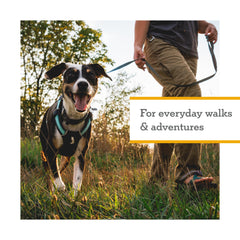 Ruffwear Hi & Light basalt gray on dog showing low-profile comfortable fit