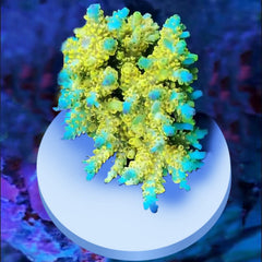 Saricho coral frag plug with rough surface enhances attachment.